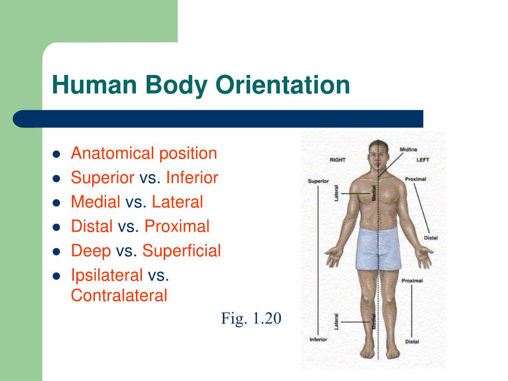 PPT - Unit 1: Body Organization And Homeostasis PowerPoint Presentation ...