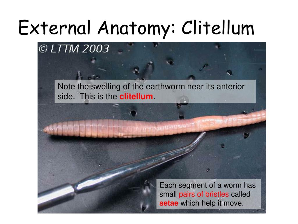 Earthworm diagram labeled parts