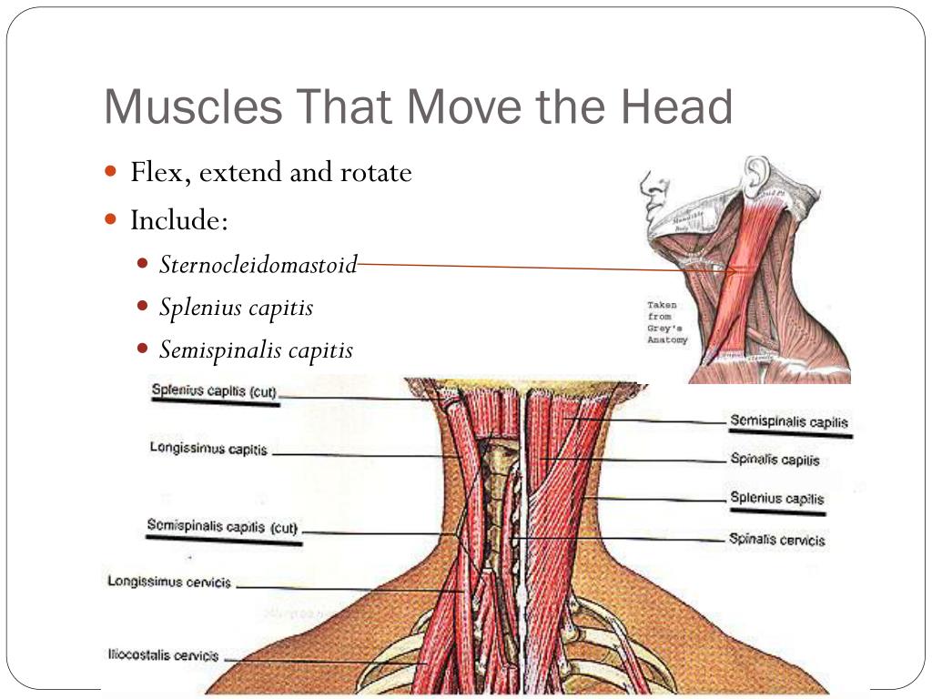 zygomaticus-muscles-contract