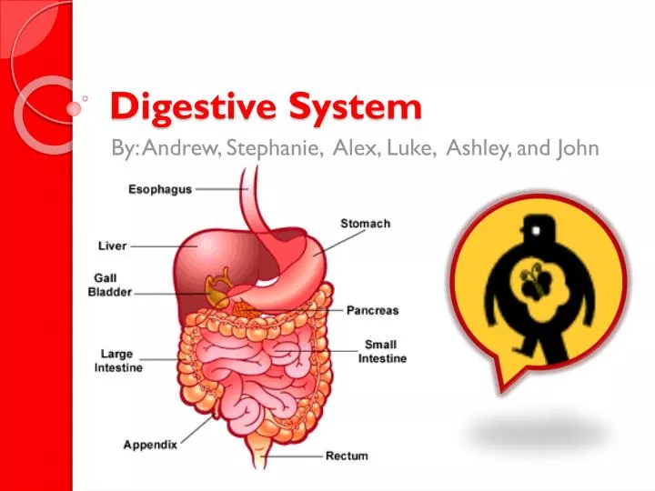 PPT - Digestive System PowerPoint Presentation, Free Download - ID:6863040