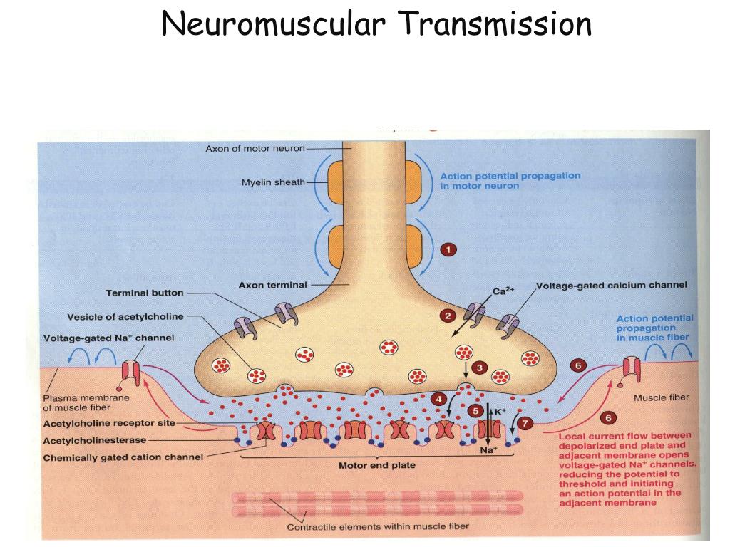 Anatomy Of Neuromuscular Junction Biology Diagrams