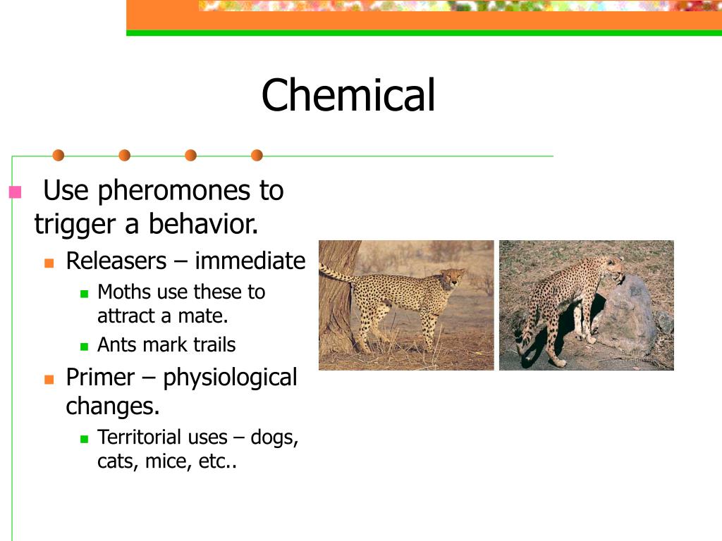 PPT - Animal Behavior PowerPoint Presentation, free download - ID:6865314