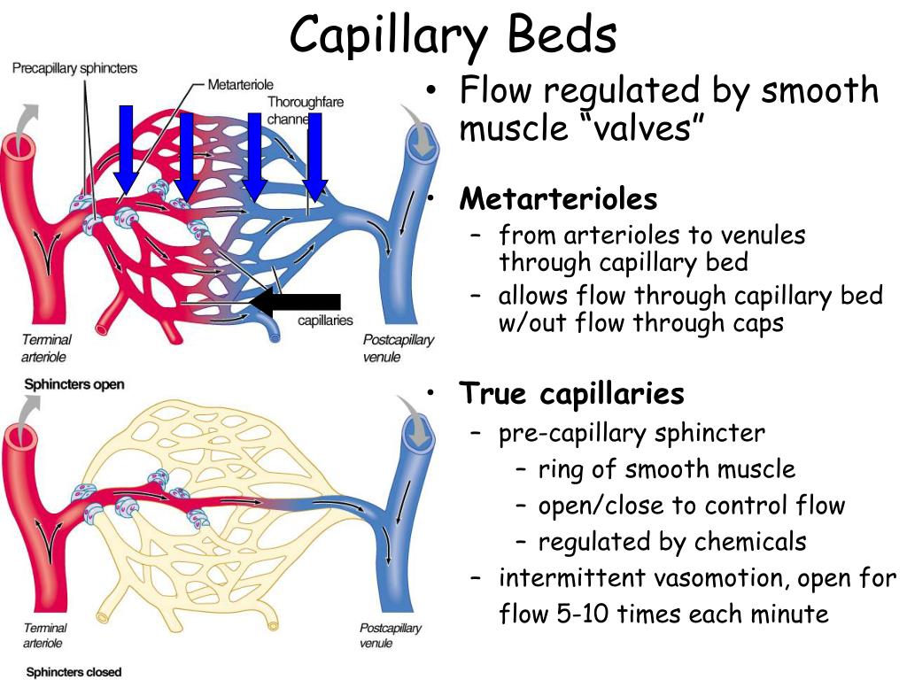 PPT - Use the video clip: CH 19 - Anatomy of the Blood Vessels for a