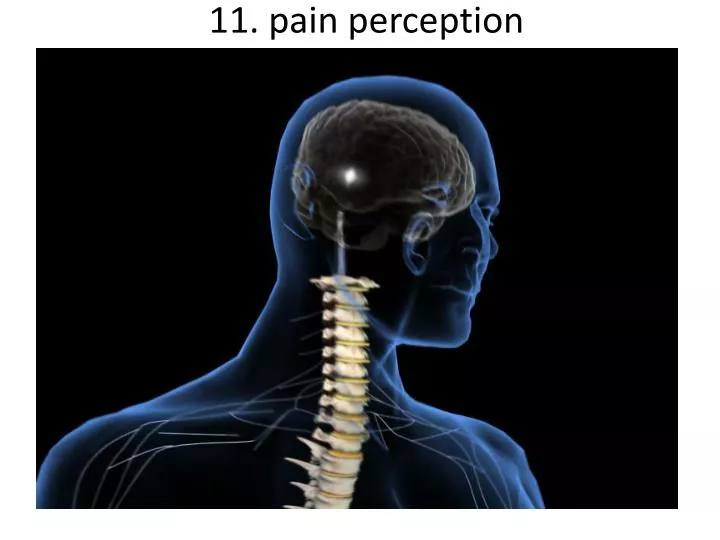 PPT - 11. pain perception PowerPoint Presentation, free download - ID ...