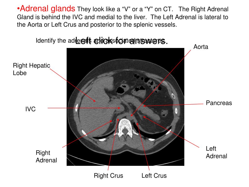adrenal gland urinary system