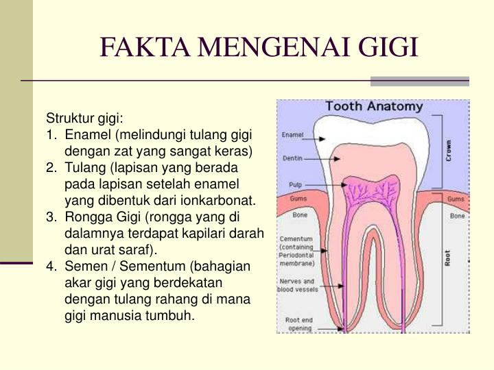 PPT - GIGI (Jenis, Penyakit dan Rawatan) PowerPoint Presentation - ID