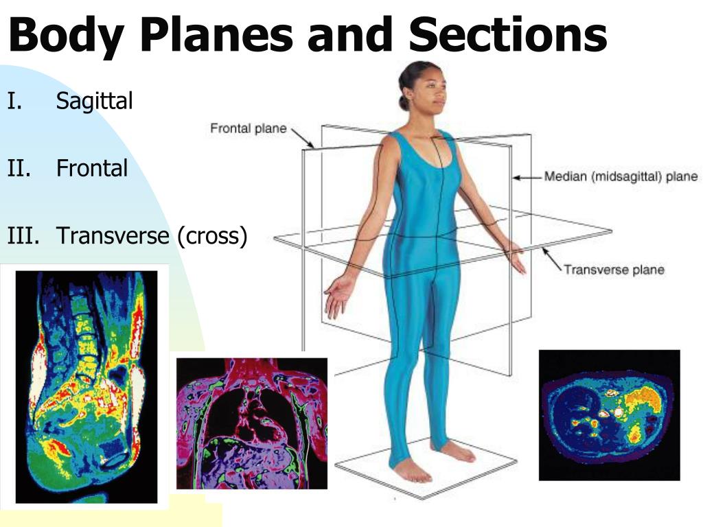PPT - Chapter 1 – The Human Body: An Orientation PowerPoint