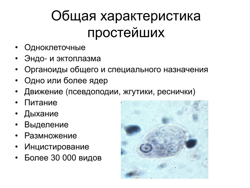 Заполните таблицу характеристика простейших PPT - Лекция 3 PowerPoint Presentation, free download - ID:6872699