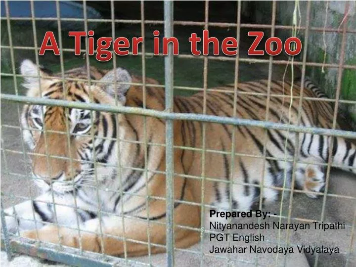 tiger in the zoo presentation