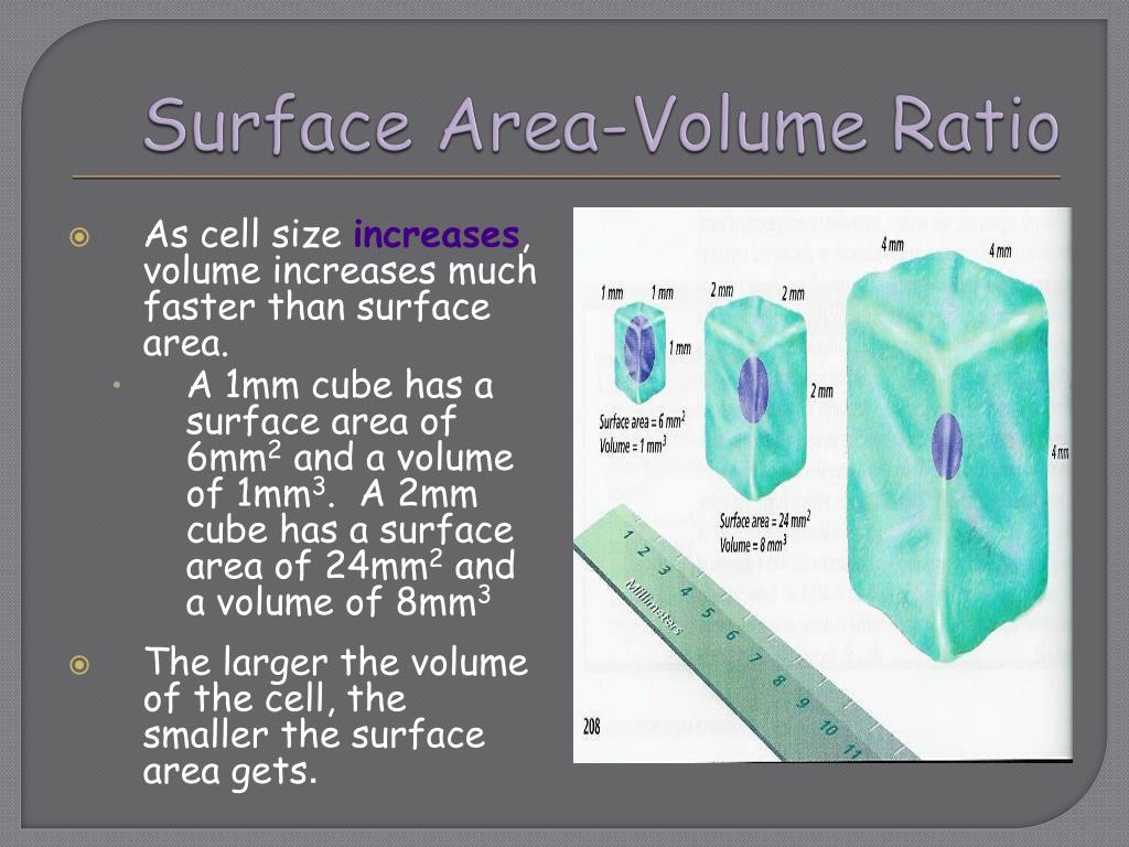 Ppt cell size powerpoint presentation free download id 6874909