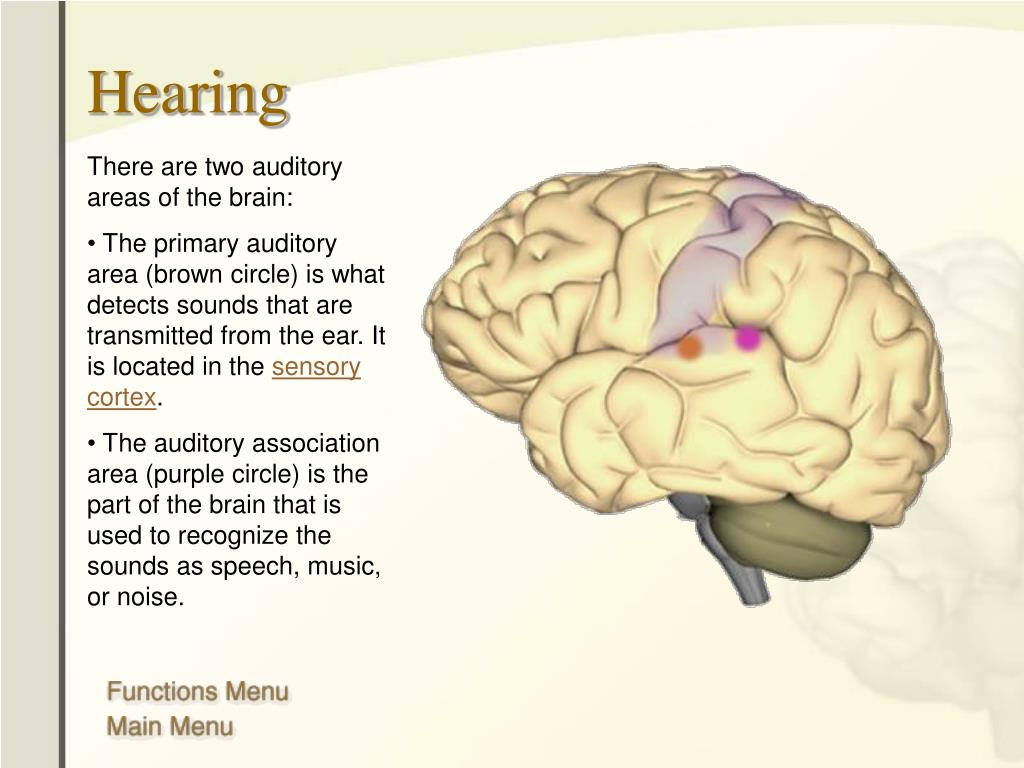 Ppt the human brain anatomy functions and injury powerpoint 