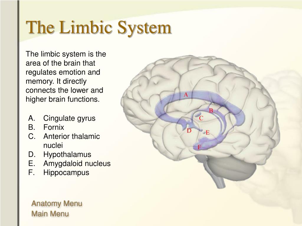 Main brain. Limbic System of the Brain. Limbic System function. The Composition of Limbic System. The Limbic System, the hypothalamus.