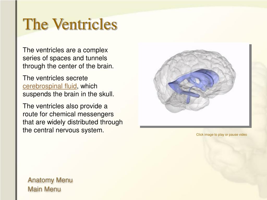 PPT - The Human Brain: Anatomy, Functions, and Injury ...