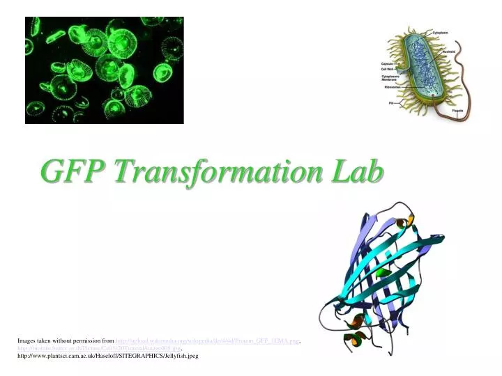 gfp transformation lab n.