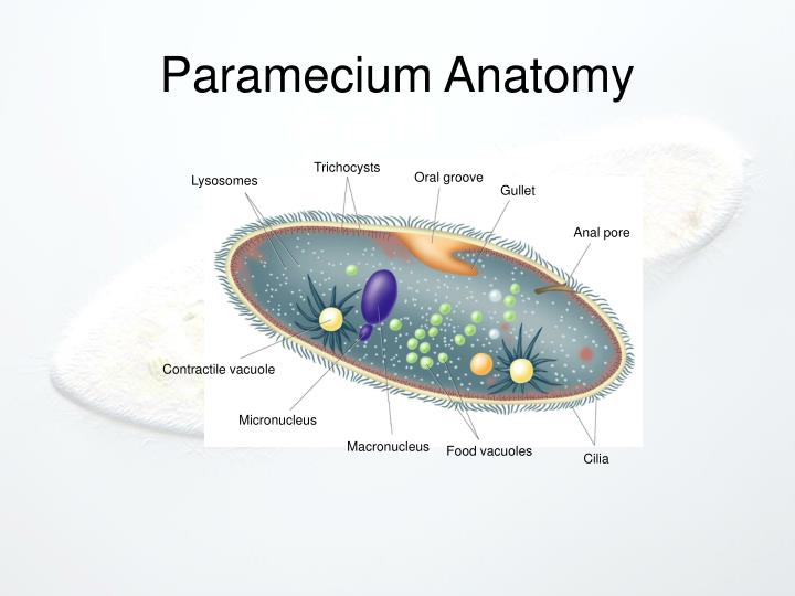 PPT “AnimalLike” Protists PowerPoint Presentation ID6875961