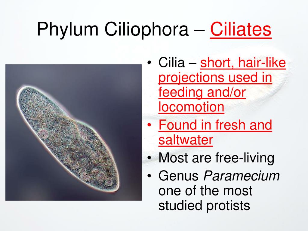 PPT - “Animal-Like” Protists: PowerPoint Presentation, free download ...