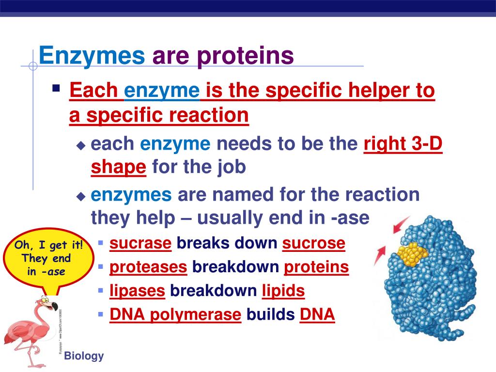 PPT Proteins Multipurpose molecules PowerPoint Presentation, free