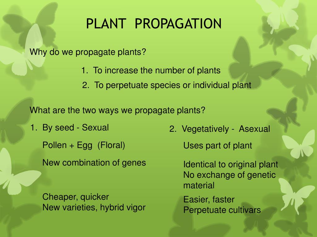 PPT PLANT PROPAGATION PowerPoint Presentation, free download ID6877940