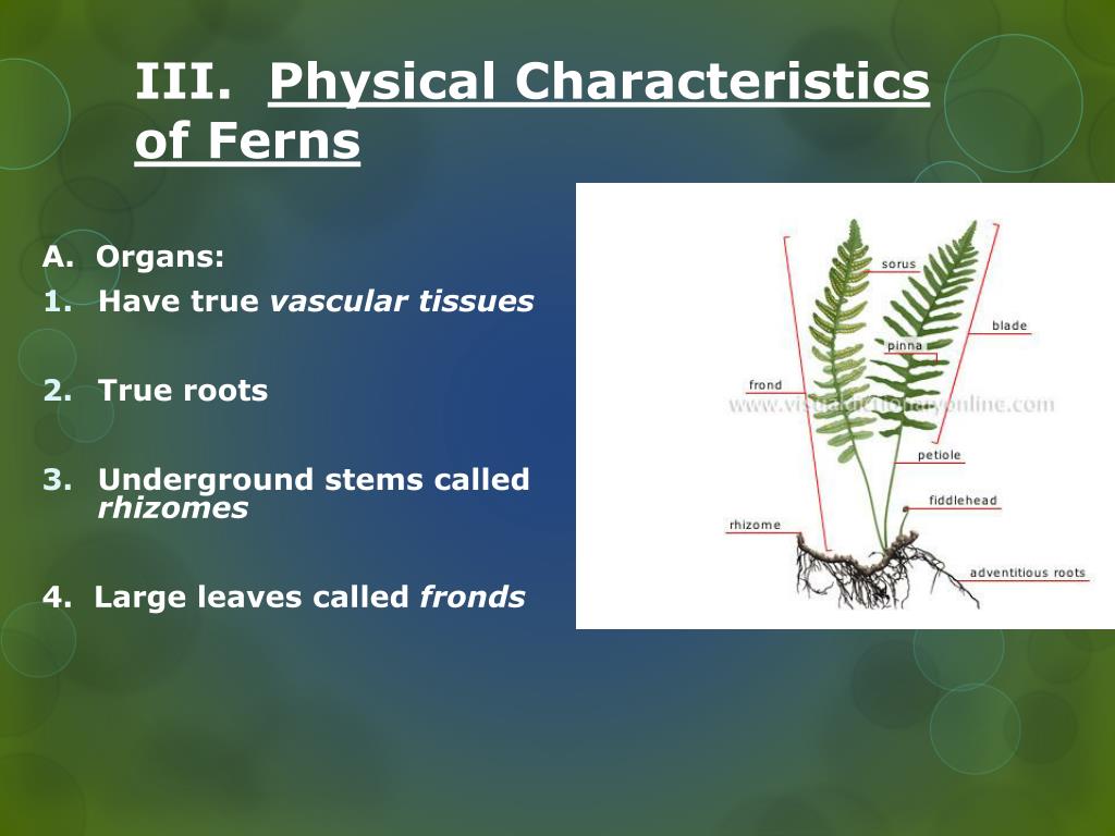 PPT Simple Plants Chapters 20 and 21 201