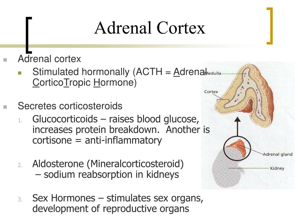 most important glucocorticoid secreted by the adrenal cortex