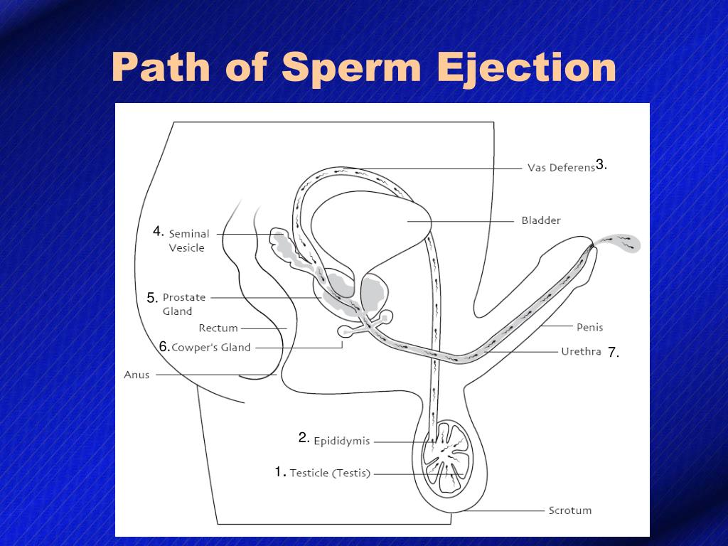 PPT - The Reproductive System PowerPoint Presentation, free download ...