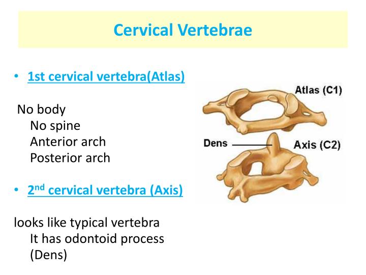 PPT - Anatomy of the vertebral column PowerPoint Presentation - ID:6878956