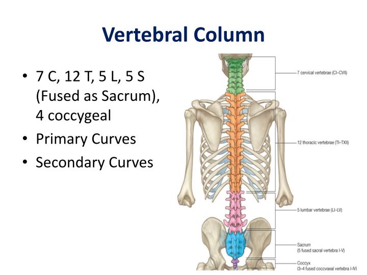 PPT - Anatomy of the vertebral column PowerPoint Presentation - ID:6878956