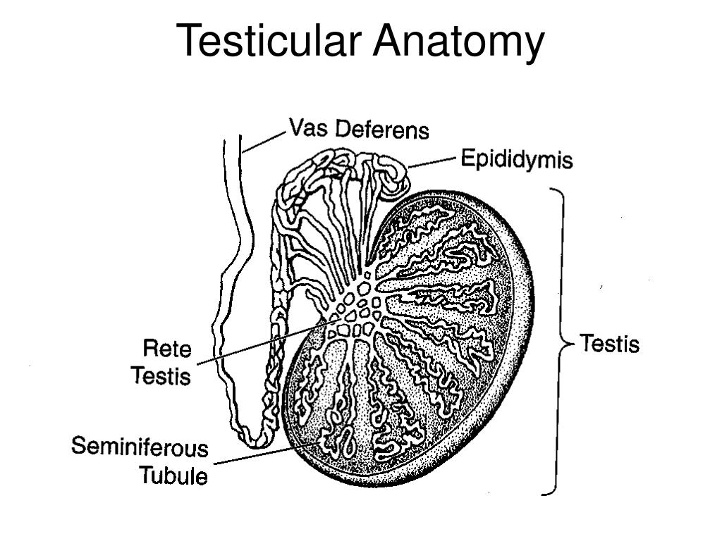 Testis Cross Section Anatomy