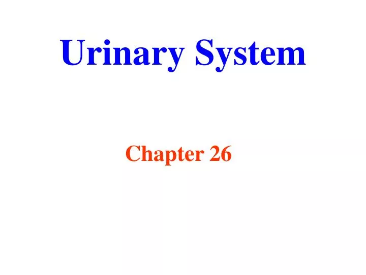 anatomy blueprint pro urinary anatomy blueprint pro urinary