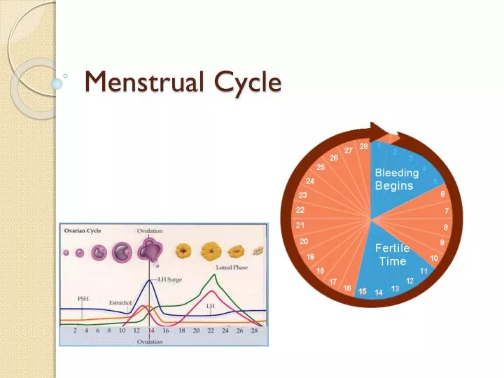 PPT Menstrual Cycle PowerPoint Presentation Free Download ID 6880386