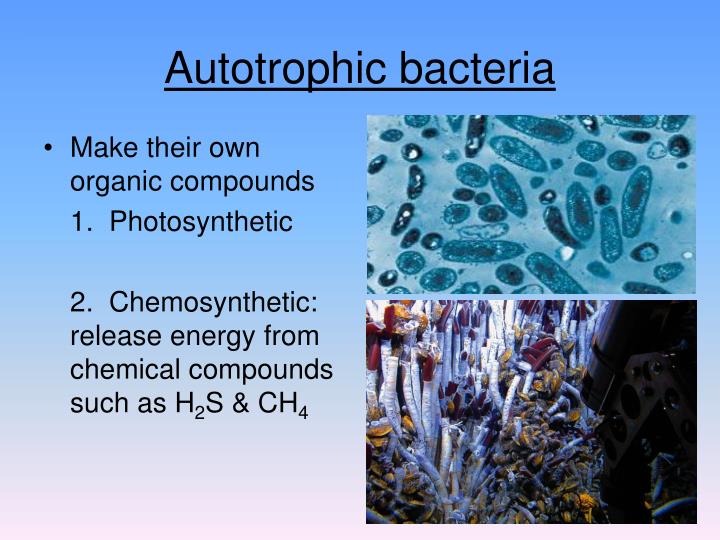 PPT - Kingdom Monera (Bacteria) PowerPoint Presentation - ID:6880868