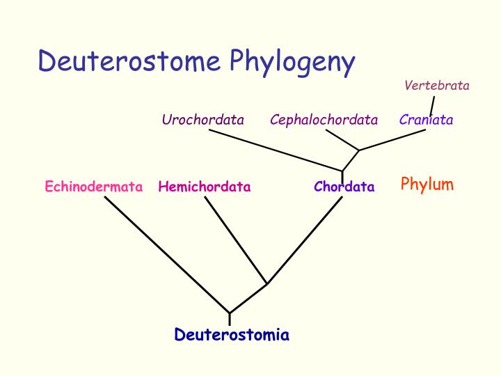 Ppt - Introduction To Deuterostomes Powerpoint Presentation - Id:6881924