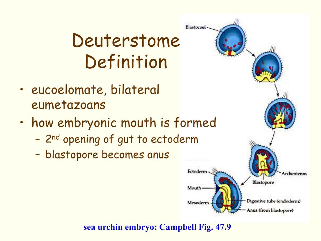 definition of blastopore definition of blastopore