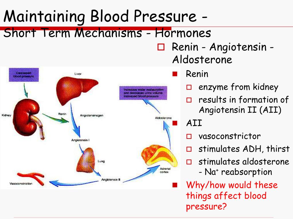 PPT Chapter 21 The Cardiovascular System Blood Vessels PowerPoint