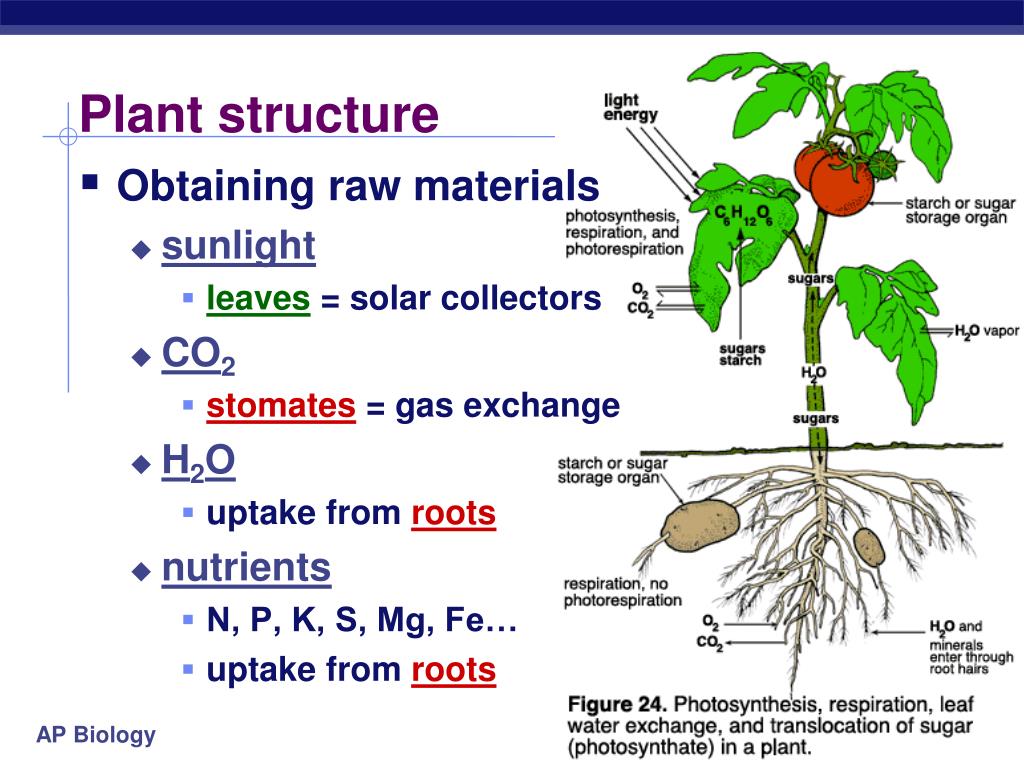 Plant structure. Plant respiration. Respiration in Plants. Plan structure.