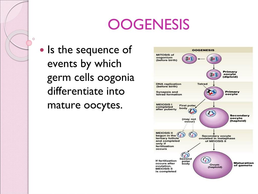 Oogenesis Definition Stages And Role Of Follicle And Nurse Cell In Riset