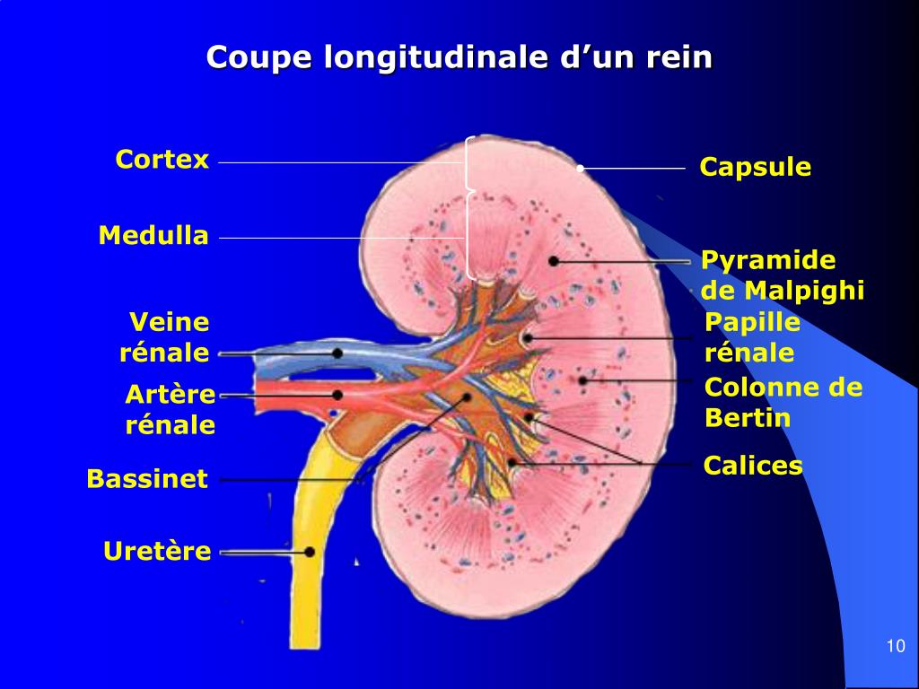 PPT ANATOMIE DU REIN ET DES VOIES URINAIRES PowerPoint Presentation 
