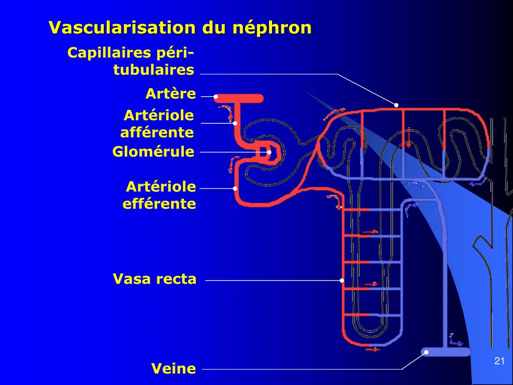PPT ANATOMIE DU REIN ET DES VOIES URINAIRES PowerPoint Presentation 