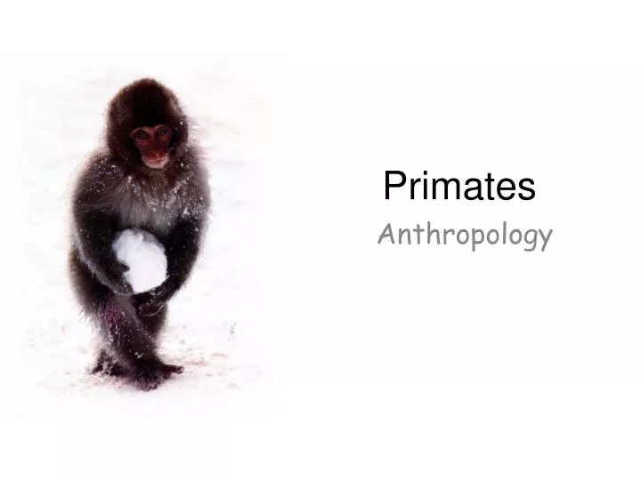 PPT - Primates PowerPoint Presentation, Free Download - ID:6885594