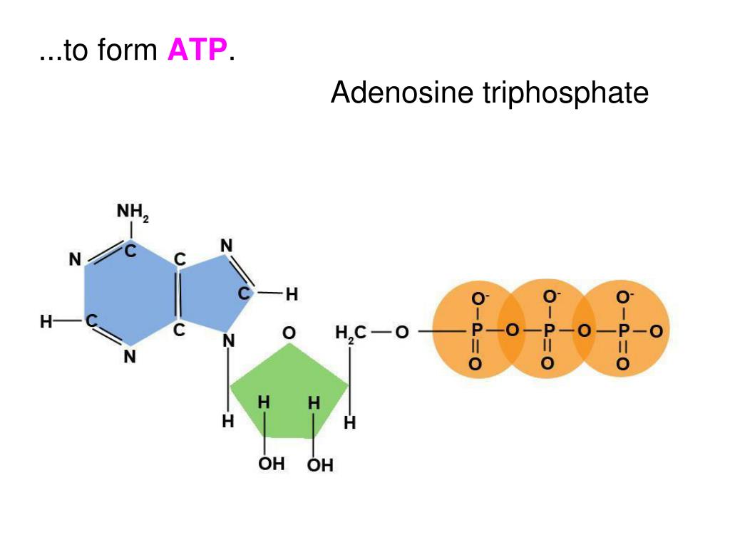Аденин рибоза три. ATP molecule. Аденин рибоза. Молекулы АТР. Аденозин 3 трифосфат.