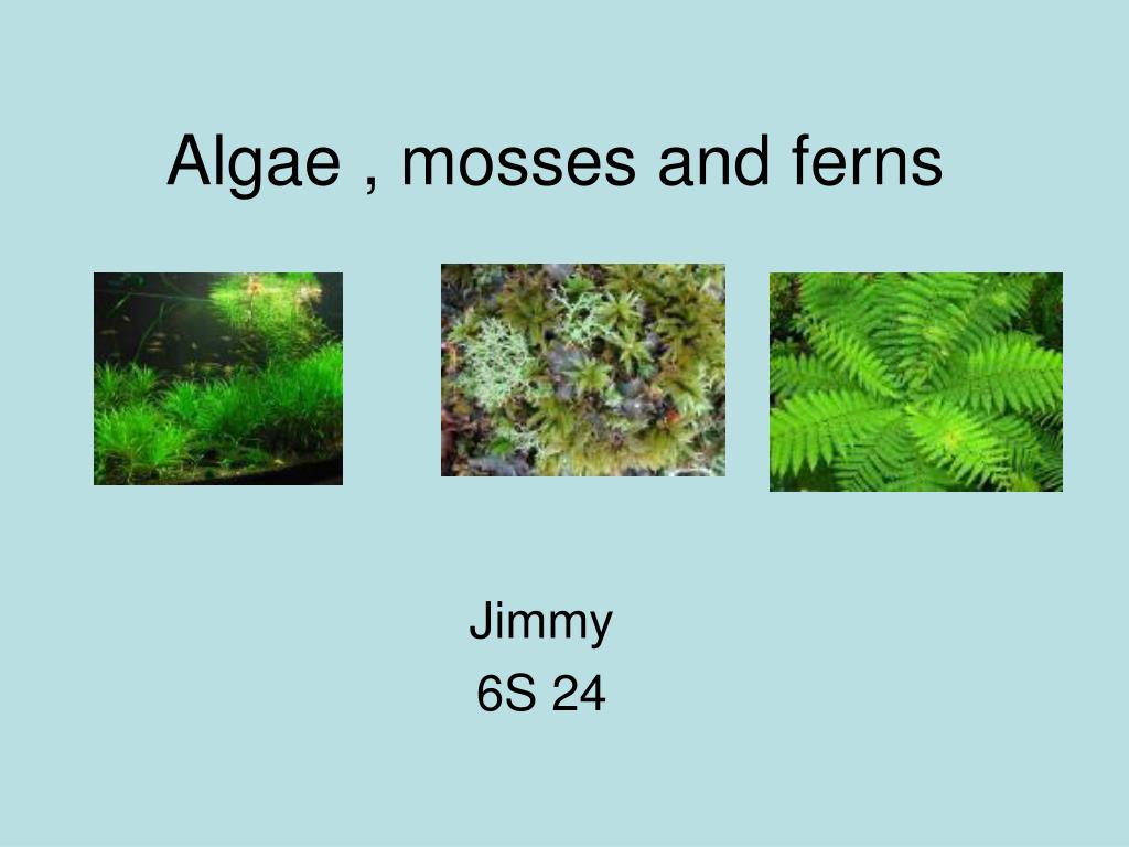 Ppt Algae Mosses And Ferns Powerpoint Presentation Free Download Id 6889263