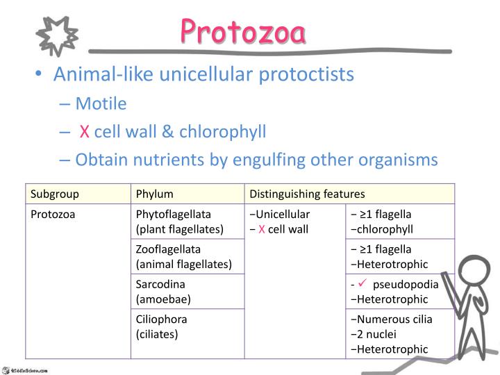 PPT - Dichotomous key Kingdom Proyaryota (bacteria) Kingdom Protoctista