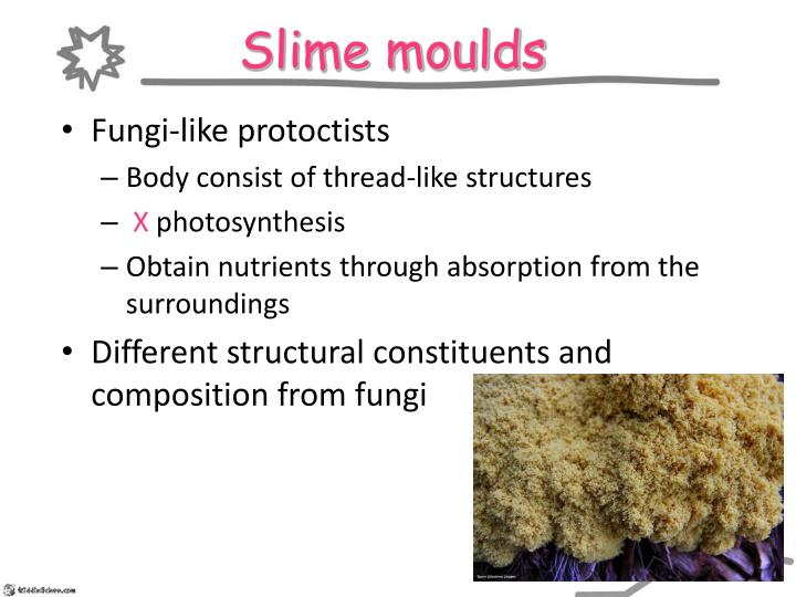 PPT - Dichotomous key Kingdom Proyaryota (bacteria) Kingdom Protoctista