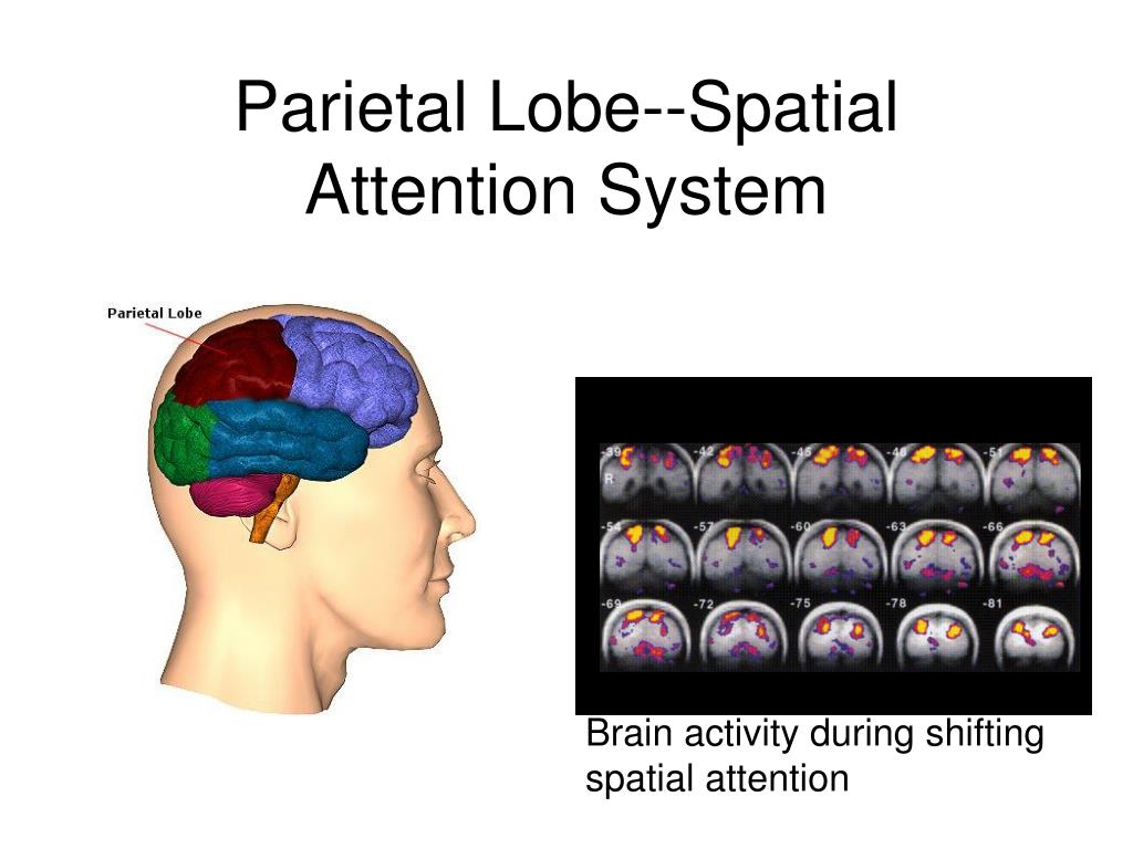 PPT Neurotheology PowerPoint Presentation Free Download ID 6889539 PPT Neurotheology PowerPoint Presentation Free Download ID 6889539