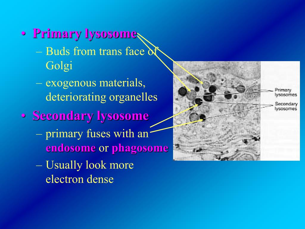 PPT - Lysosomes PowerPoint Presentation, free download - ID:6889566