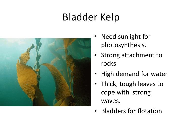PPT Adaptations of animals on the rocky shore. PowerPoint