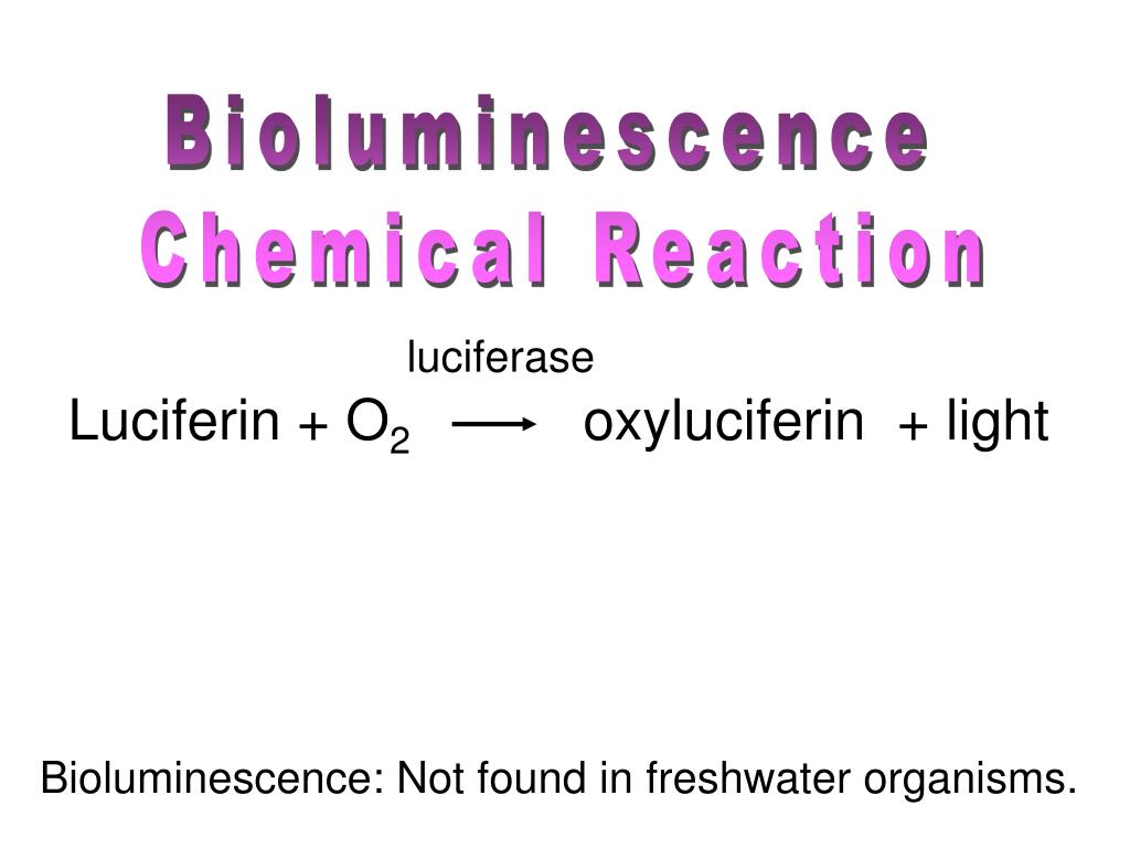 PPT - Bioluminescence PowerPoint Presentation, free download - ID:6893626