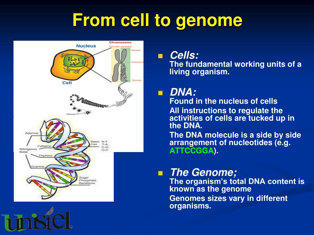 PPT - DNA-Testing for single gene traits: COAT COLOUR PowerPoint