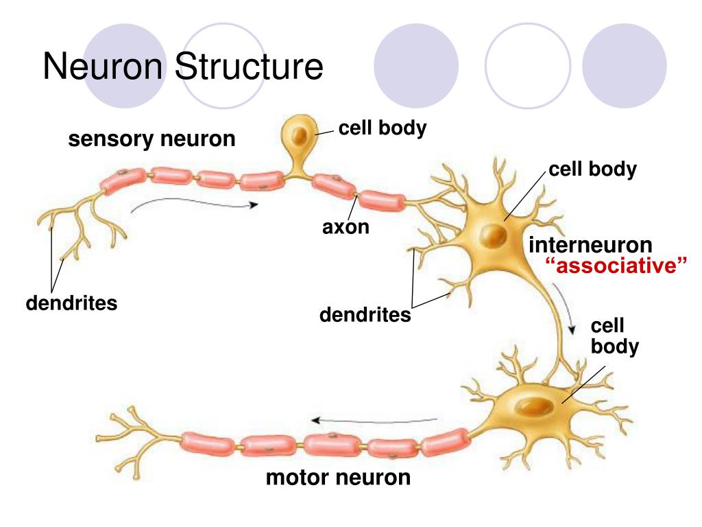 PPT Chapter 48 Nervous System PowerPoint Presentation Free Download 