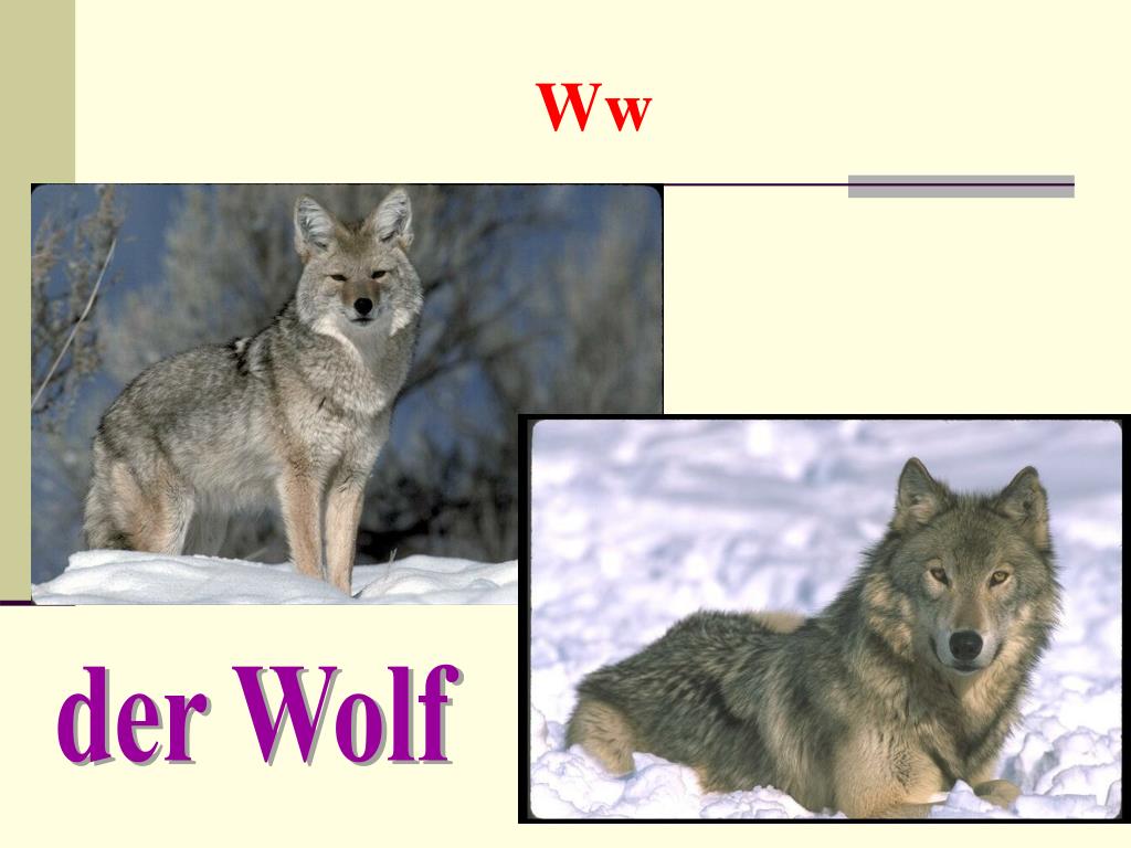 Белка и волк конспект урока